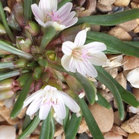 Lewisia pygmaea glandulosa
